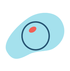 Human embryo egg