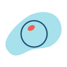 Human embryo or egg