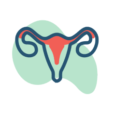 diagram of uterus